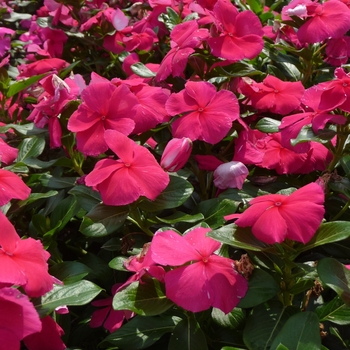 Catharanthus roseus Valiant™ 'Punch' (017589)