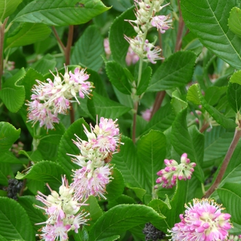 Clethra alnifolia 'Ruby Spice' (017596)