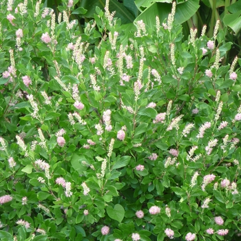 Clethra alnifolia 'Ruby Spice' (017598)