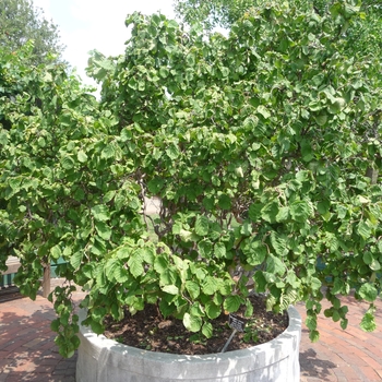 Corylus avellana 'Contorta' (017599)