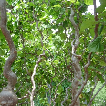 Corylus avellana 'Contorta' (017601)