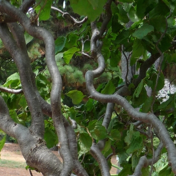 Corylus avellana 'Contorta' (017602)