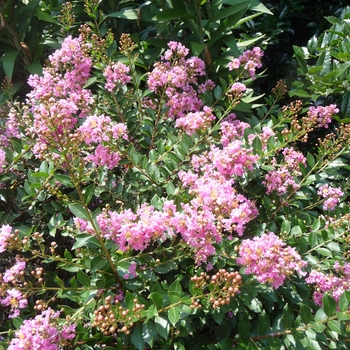 Lagerstroemia indica 'Dazzle™ Me Pink' (017608)