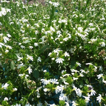 Scaevola aemula Bombay® 'White' (017614)