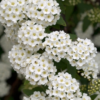 Spiraea x vanhouttei '' (017678)