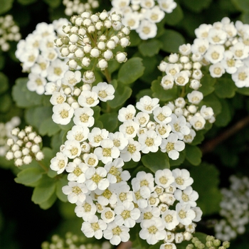 Spiraea trilobata '' (017680)