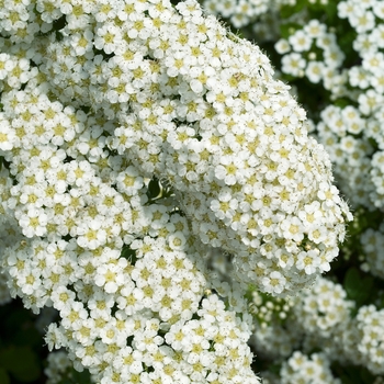 Spiraea nipponica 'Halward's Silver' (017684)