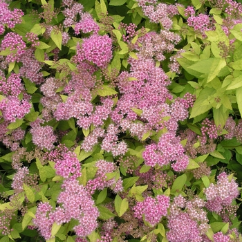 Spiraea x bumalda 'Limemound®' (017686)