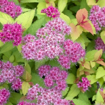 Spiraea x bumalda 'Limemound®' (017688)