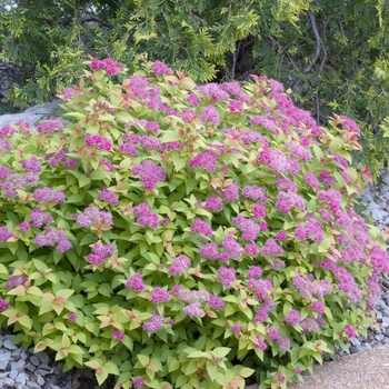 Spiraea x bumalda 'Limemound®' (017689)