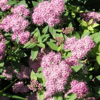 Spiraea japonica 'Norman' (017696)