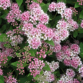 Spiraea japonica 'Little Princess' (017701)