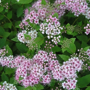 Spiraea japonica 'Alpina' (017707)