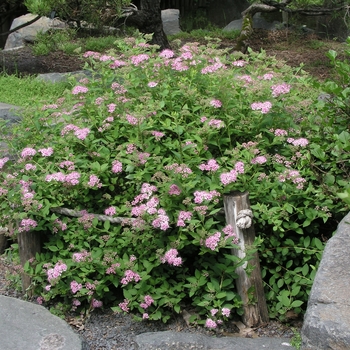 Spiraea japonica 'Alpina' (017708)