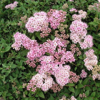 Spiraea japonica 'Alpina' (017710)