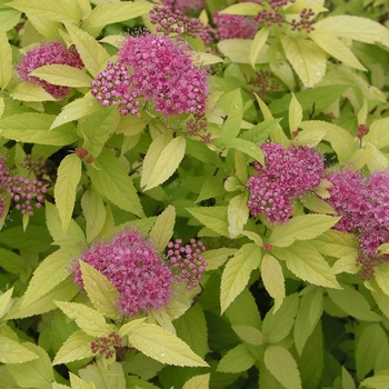 Spiraea x bumalda 'Golden Sunrise™' (017717)