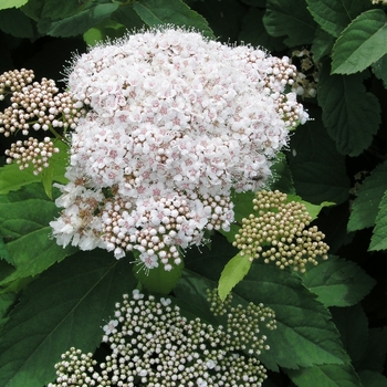 Spiraea fritschiana '' (017719)