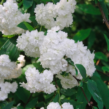 Spiraea cantoniensis 'Flore Pleno' (017724)