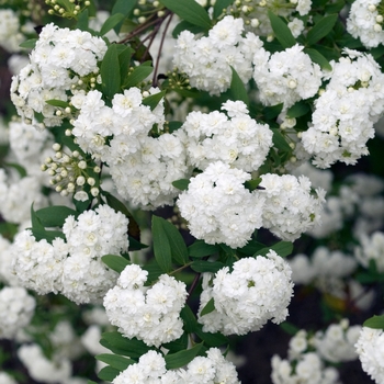 Spiraea cantoniensis 'Flore Pleno' (017726)