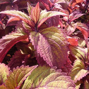 Coleus scutellarioides ColorBlaze® 'Royal Glissade®' (017732)