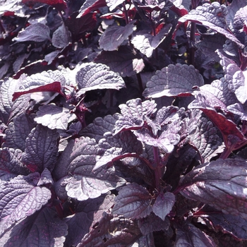 Coleus scutellarioides ColorBlaze® 'Dark Star' (017736)