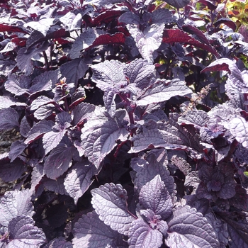 Coleus scutellarioides ColorBlaze® 'Dark Star' (017737)