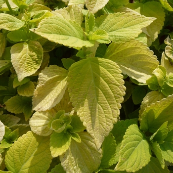 Coleus scutellarioides 'LifeLime' (017740)