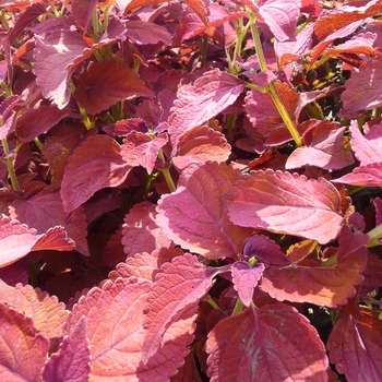 Coleus scutellarioides 'Sedona' (017742)