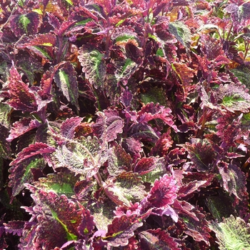 Coleus 'Holiday' (017744)