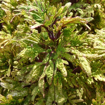 Coleus scutellarioides 'Mint Mocha' (017746)