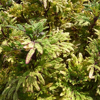 Coleus scutellarioides 'Mint Mocha' (017747)