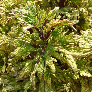 Coleus scutellarioides 'Mint Mocha' (017748)