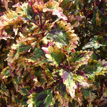 Coleus 'Mixer' (017750)