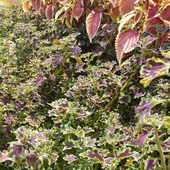 Coleus 'Sibila' (017753)