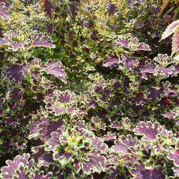 Coleus 'Sibila' (017754)