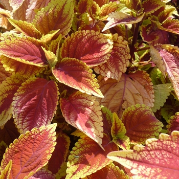 Coleus scutellarioides 'Trusty Rusty' (017756)