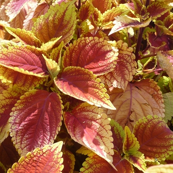 Coleus scutellarioides 'Trusty Rusty' (017757)