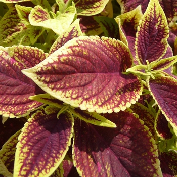 Coleus 'Versa Crimson Gold' (017761)