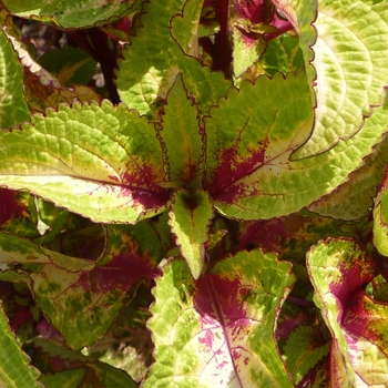 Coleus 'Versa Rose To Lime' (017765)