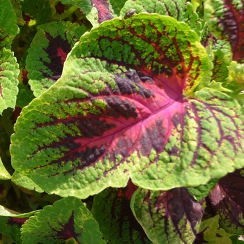 Coleus 'Versa Watermelon' (017768)