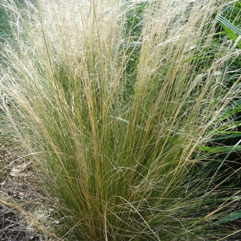 Stipa tenuissima '' (017769)