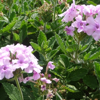 Verbena Superbena® 'Pink Parfait' (017772)