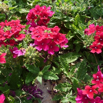 Verbena 'Estrella Merlot' (017775)