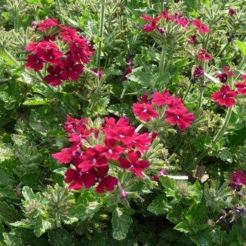 Verbena Lanai® '' (017777)