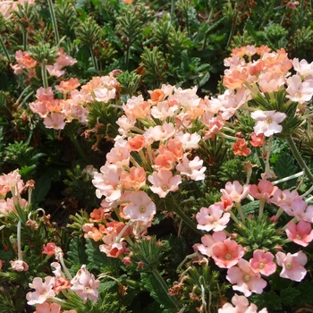 Verbena Lanai® 'Peach' (017779)