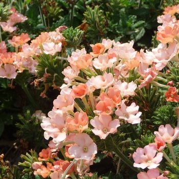 Verbena Lanai® 'Peach' (017780)