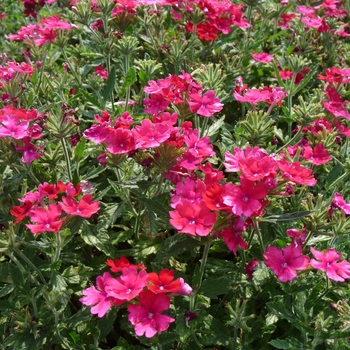 Verbena Lanai® '' (017781)