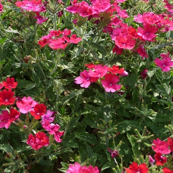 Verbena Lanai® '' (017782)