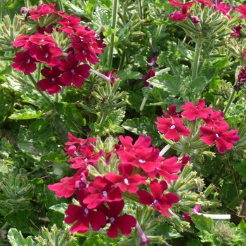 Verbena Lanai® '' (017783)