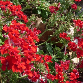 Verbena 'Rococo Red' (017786)